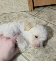 processed/62a75dc0-a6e6-4dad-a741-620cb29c5cdc/listing/f8186520-58bc-4010-925b-b7b899ad53de/4d632ae4-db8b-4af2-afc5-e7b11b6f8aeb