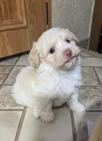 processed/62a75dc0-a6e6-4dad-a741-620cb29c5cdc/listing/f8186520-58bc-4010-925b-b7b899ad53de/62699460-7ef4-480b-9956-765a0179fcae