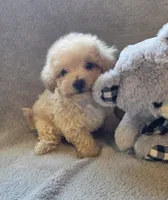 Tucker, a male Maltipoo and Poodle - Miniature  for sale in Brazil, IN – 5 of 10