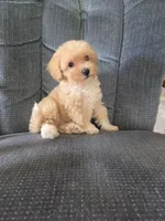 Rusty, a male Maltese and Poodle - Miniature  for sale in Brazil, IN – 4 of 10