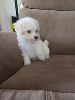 Shep, a male Maltese and Poodle - Miniature  for sale in Brazil, IN – 2 of 9