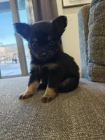 Pomeranian mix male , a male Pomeranian for sale in Rio Rancho, NM – 2 of 2