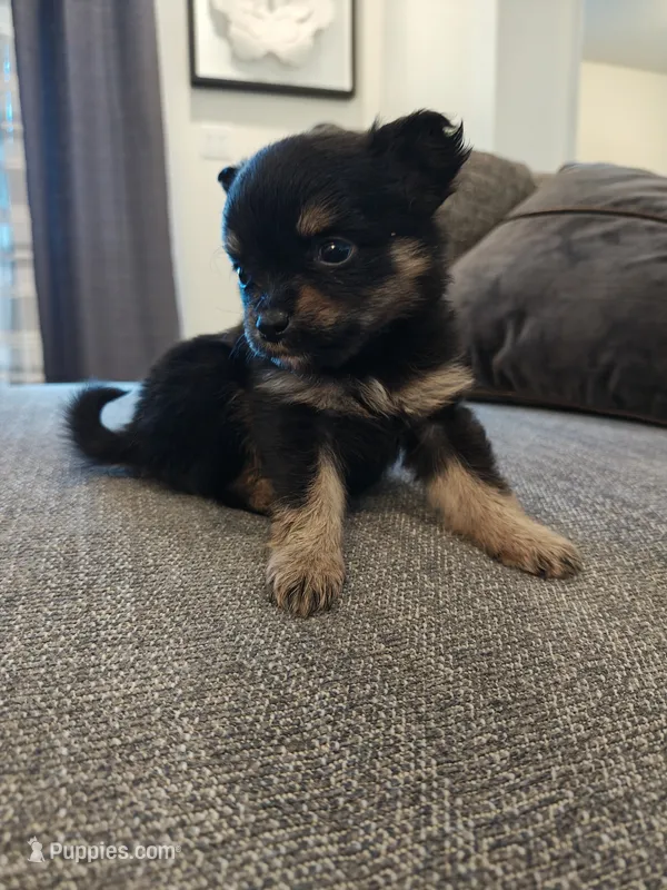 Pomeranian mix Female  – Pomeranian puppy for sale in Rio Rancho, NM