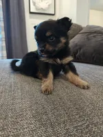 Pomeranian mix Female , a female Pomeranian for sale in Rio Rancho, NM – 1 of 2