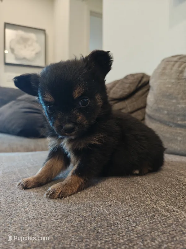 Pomeranian mix male  – Pomeranian puppy for sale in Rio Rancho, NM