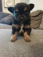 Pomeranian mix male , a male Pomeranian for sale in Rio Rancho, NM – 2 of 3