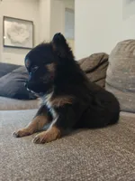 Pomeranian mix male , a male Pomeranian for sale in Rio Rancho, NM – 3 of 3