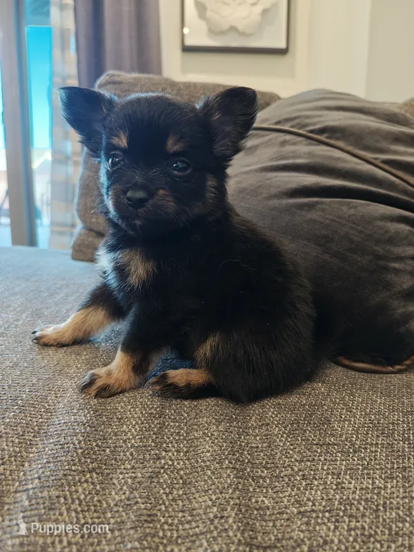 Pomeranian mix male  – Pomeranian puppy for sale in Rio Rancho, NM