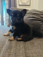 Pomeranian mix male , a male Pomeranian for sale in Rio Rancho, NM – 1 of 2
