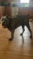Yellow Female, a female Cane Corso for sale in Saginaw, MI – 7 of 7
