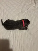 Pink Female, a female Cane Corso for sale in Saginaw, MI – 4 of 5