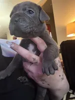 Yellow Female, a female Cane Corso for sale in Saginaw, MI – 2 of 7