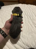 Yellow Female, a female Cane Corso for sale in Saginaw, MI – 3 of 5