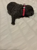 Pink Female, a female Cane Corso for sale in Saginaw, MI – 2 of 5