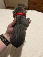 Red Male, a male Cane Corso for sale in Saginaw, MI – 3 of 4
