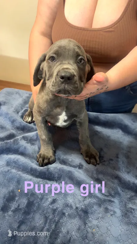 Purple Female – Cane Corso puppy for sale in Saginaw, MI