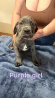 Purple Female, a female Cane Corso for sale in Saginaw, MI – 1 of 10