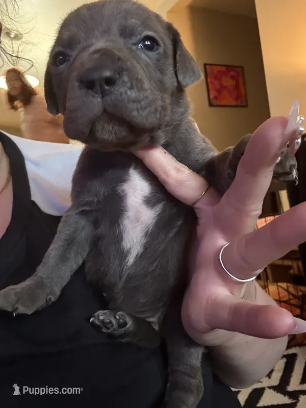 Yellow Female – Cane Corso puppy for sale in Saginaw, MI