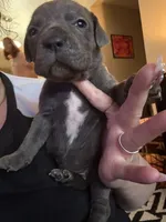 Yellow Female, a female Cane Corso for sale in Saginaw, MI – 1 of 7