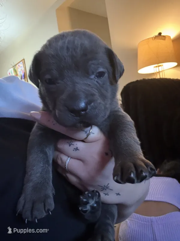 Blue Male – Cane Corso puppy for sale in Saginaw, MI