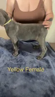 Yellow Female, a female Cane Corso for sale in Saginaw, MI – 3 of 8