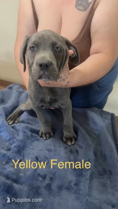 Yellow Female – Cane Corso puppy for sale in Saginaw, MI