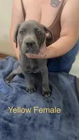 Yellow Female, a female Cane Corso for sale in Saginaw, MI – 1 of 8