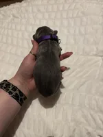 Purple Female, a female Cane Corso for sale in Saginaw, MI – 3 of 4