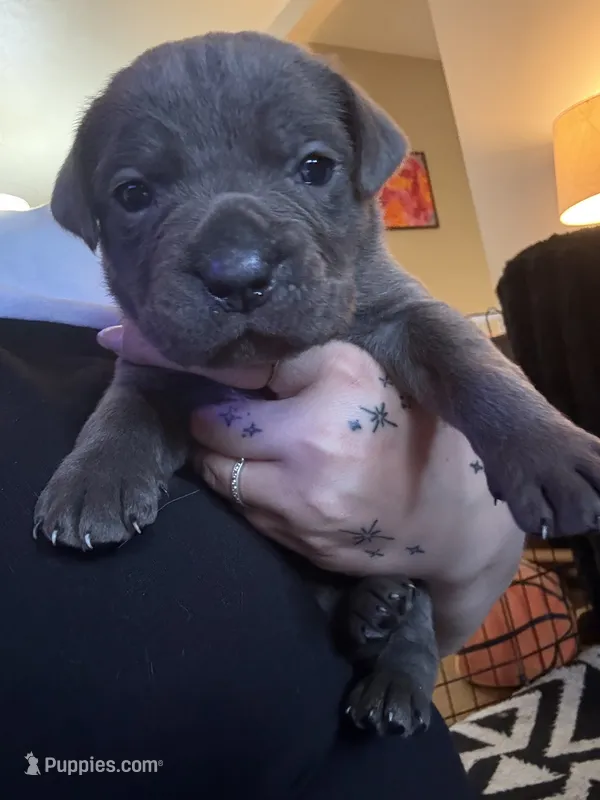 Red Male – Cane Corso puppy for sale in Saginaw, MI