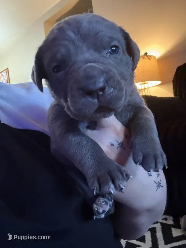 Pink Female – Cane Corso puppy for sale in Saginaw, MI