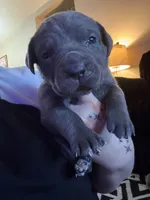Pink Female, a female Cane Corso for sale in Saginaw, MI – 1 of 7