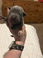 Black Male, a male Cane Corso for sale in Saginaw, MI – 3 of 4
