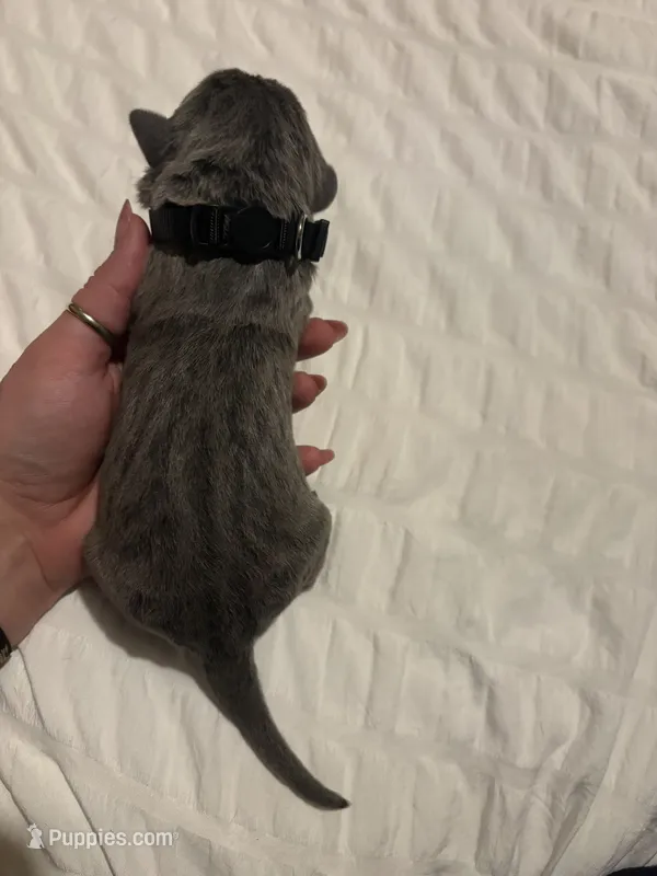Black Male – Cane Corso puppy for sale in Saginaw, MI