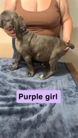 Purple Female, a female Cane Corso for sale in Saginaw, MI – 2 of 10
