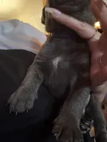 Blue Male, a male Cane Corso for sale in Saginaw, MI – 2 of 6