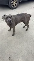 Grey Male, a male Cane Corso for sale in Saginaw, MI – 7 of 8