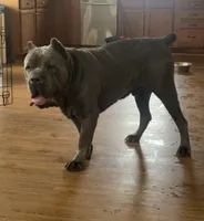 Blue Male, a male Cane Corso for sale in Saginaw, MI – 6 of 6