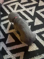 Red Male, a male Cane Corso for sale in Saginaw, MI – 3 of 8