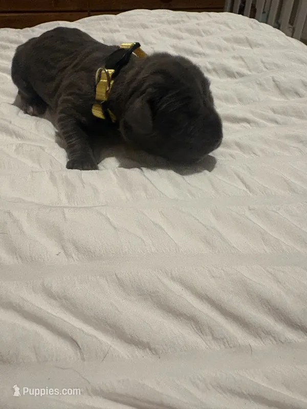 Yellow Female – Cane Corso puppy for sale in Saginaw, MI