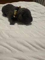 Yellow Female, a female Cane Corso for sale in Saginaw, MI – 1 of 5