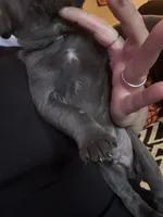 Grey Male, a male Cane Corso for sale in Saginaw, MI – 2 of 8