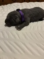 Purple Female, a female Cane Corso for sale in Saginaw, MI – 2 of 4