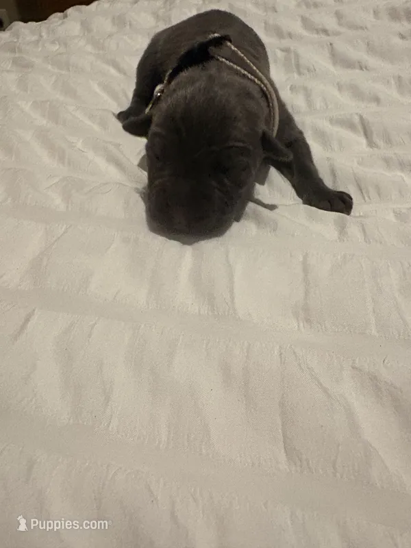 Grey Male – Cane Corso puppy for sale in Saginaw, MI