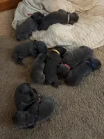 Black Male, a male Cane Corso for sale in Saginaw, MI – 4 of 4