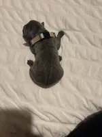 Grey Male, a male Cane Corso for sale in Saginaw, MI – 2 of 4