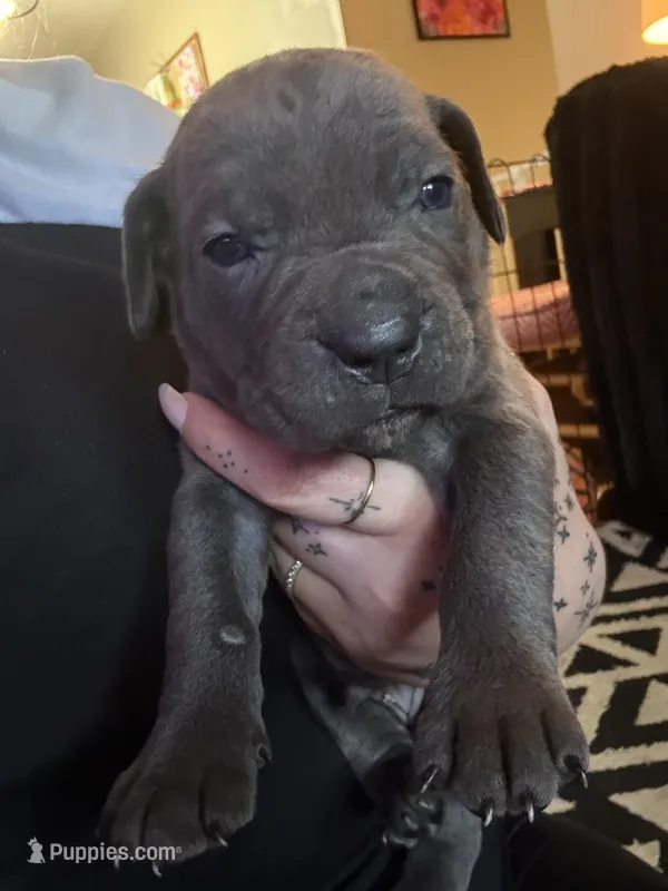 Grey Male – Cane Corso puppy for sale in Saginaw, MI