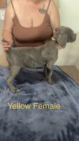 Yellow Female, a female Cane Corso for sale in Saginaw, MI – 2 of 8