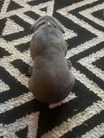 Grey Male, a male Cane Corso for sale in Saginaw, MI – 3 of 8