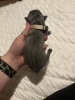 Grey Male, a male Cane Corso for sale in Saginaw, MI – 3 of 4