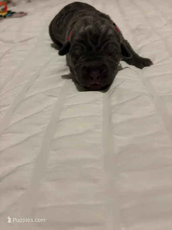 Pink Female – Cane Corso puppy for sale in Saginaw, MI